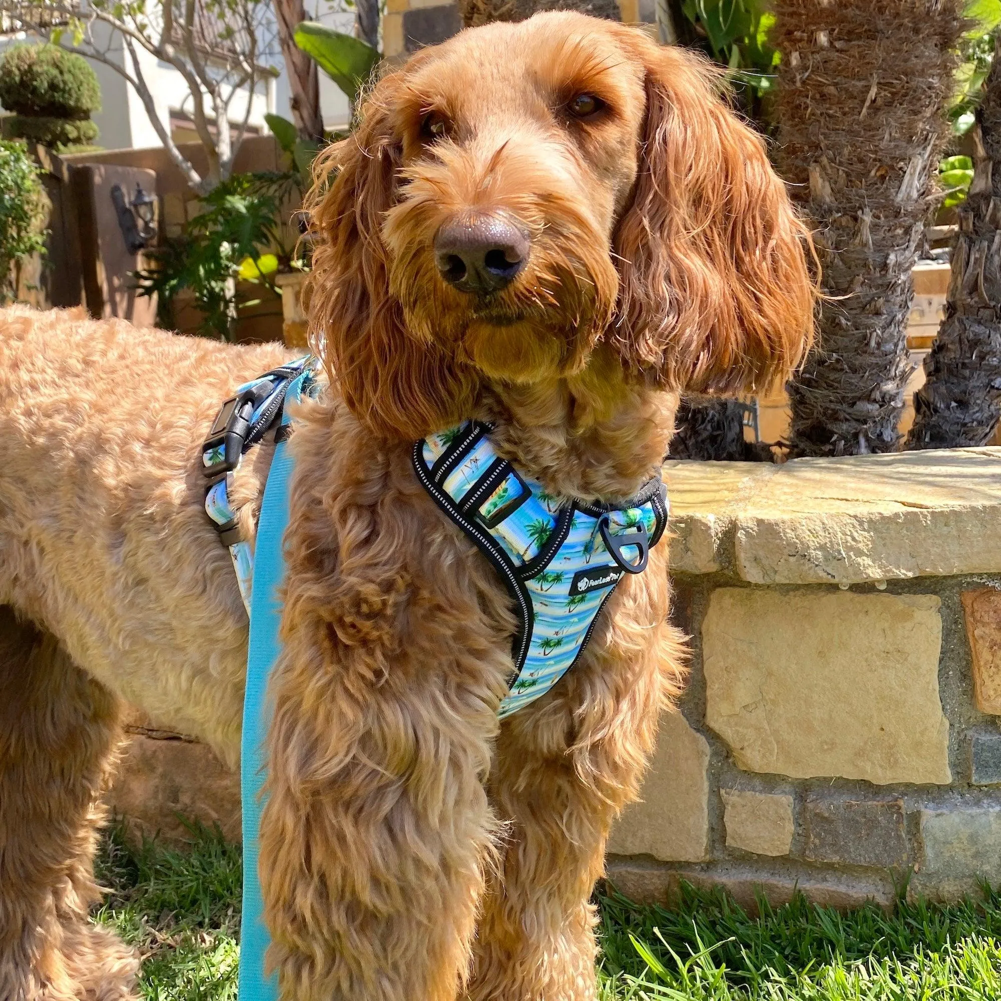 Heavy Duty Harness - Beach