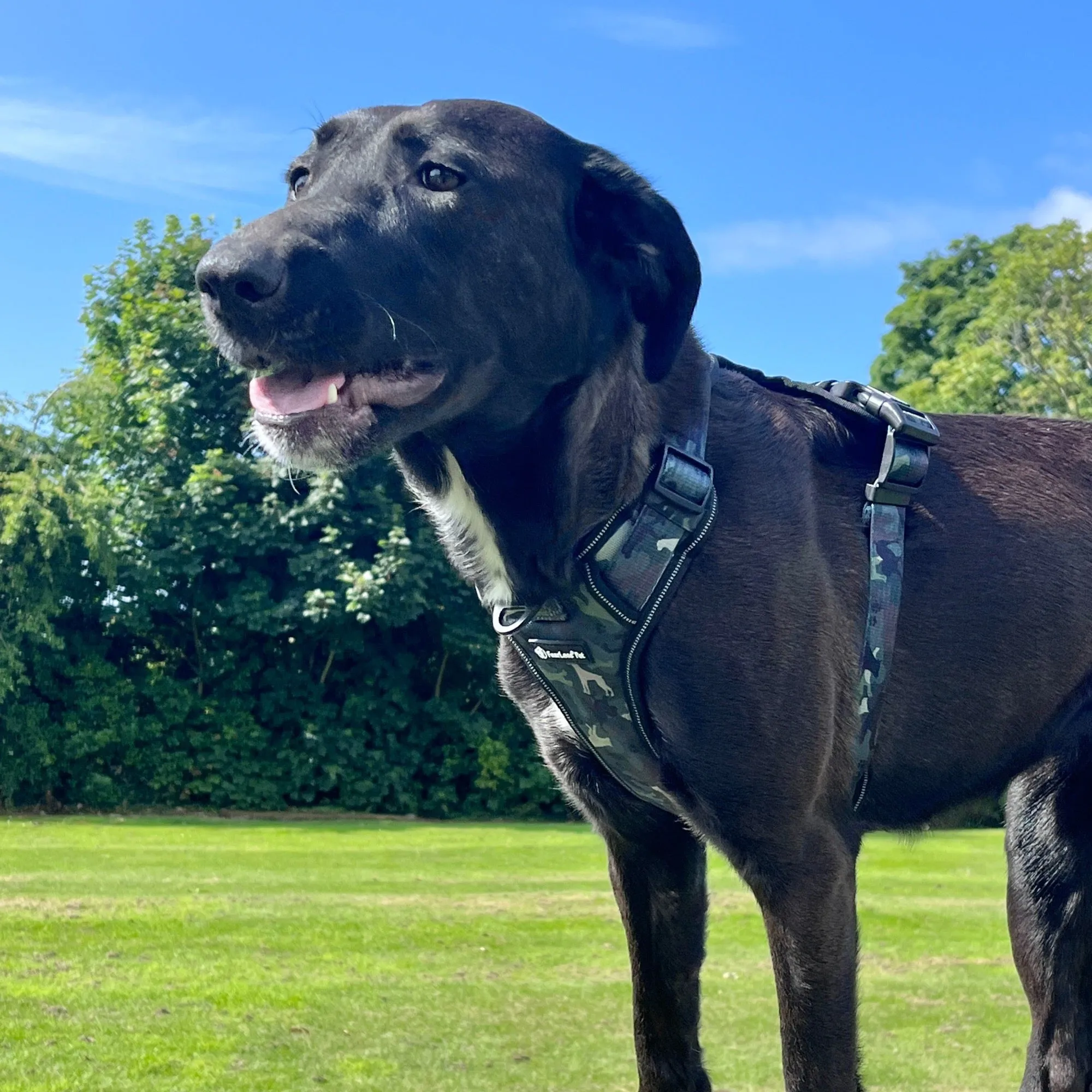 Heavy Duty Harness - Green Camouflage